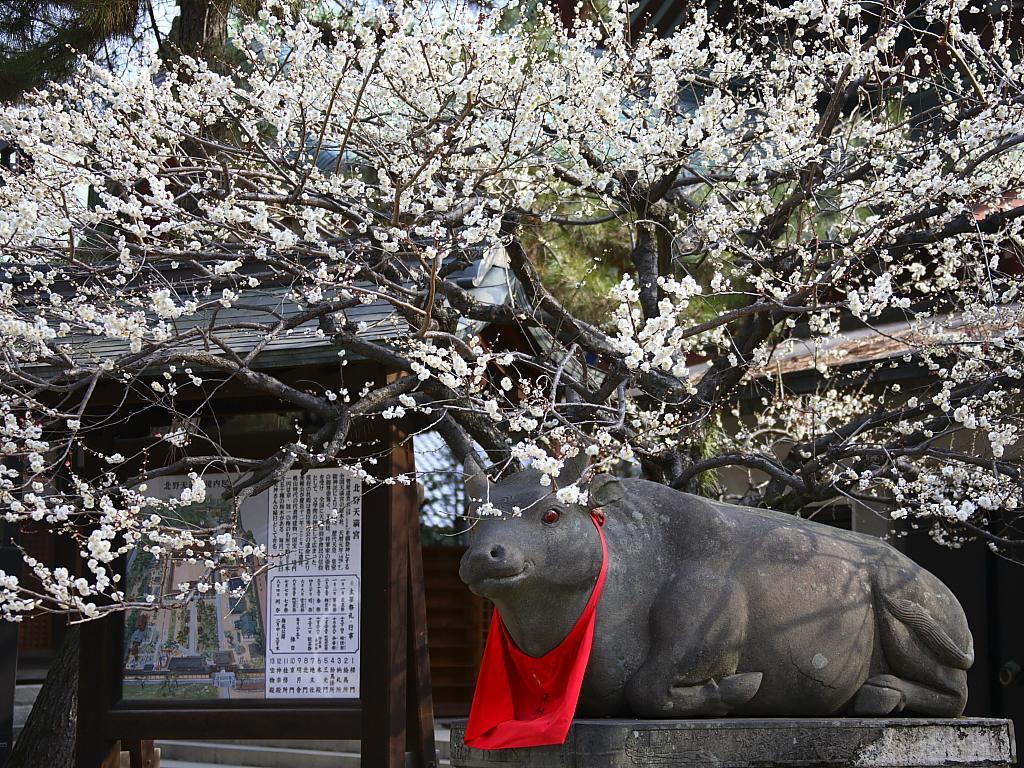 Guesthouse Iloha Kyoto Ngoại thất bức ảnh